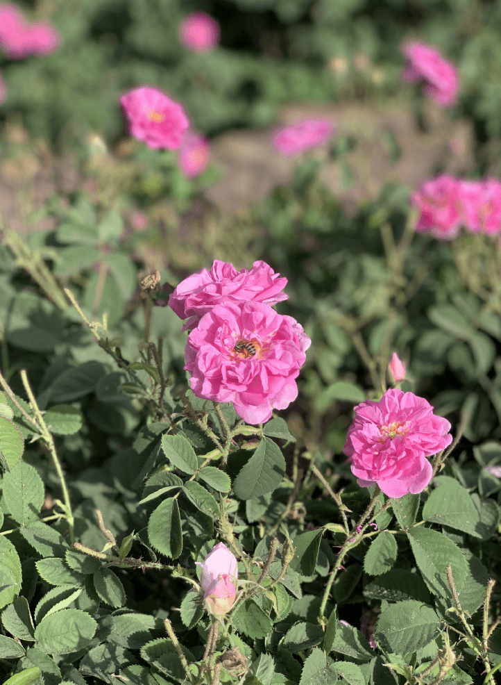 Tamashee Taif cultural heritage tour|Taif Tour and Trips Fun at Tamashee|Colorful Taif Rose Festival trip and Tour|Taif Rose Festival season Trip Explore Culture and Heritage|Taif Rose Trip Explore Culture tour|Taif Rose Trip Explore Culture and Heritage|