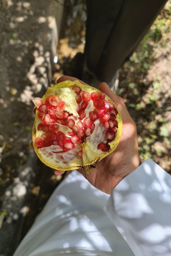 Ad Dakhiliyah city travel tour by Tamashee|Culture Tour and Trip to Oman With Tamashee|Culture Tour and Trip to Oman With Tamashee|Culture Tour and Trip to Oman With Tamashee|Culture Tour and Trip to Oman With Tamashee Tours|Tamashee Culture Tour and Trip