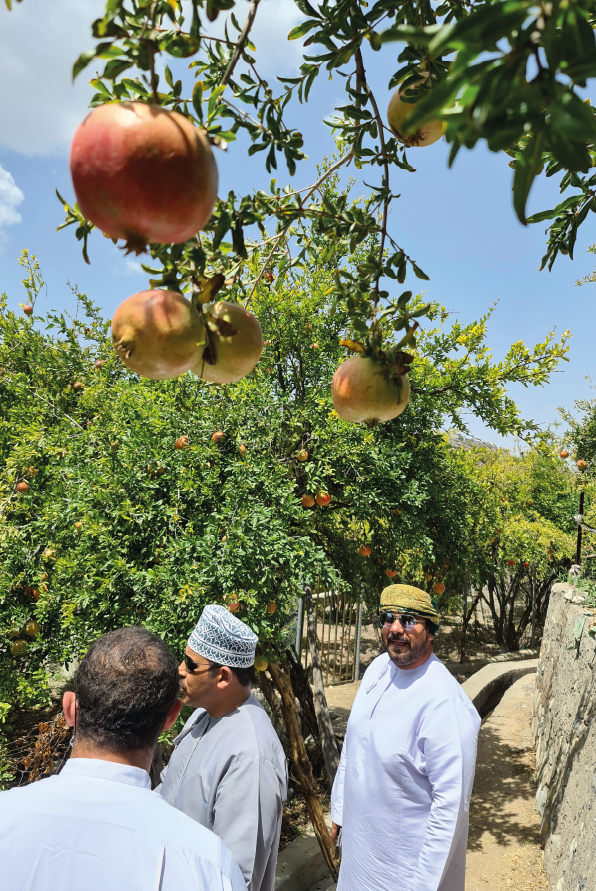 Ad Dakhiliyah city travel tour by Tamashee|Culture Tour and Trip to Oman With Tamashee|Culture Tour and Trip to Oman With Tamashee|Culture Tour and Trip to Oman With Tamashee|Culture Tour and Trip to Oman With Tamashee Tours|Tamashee Culture Tour and Trip